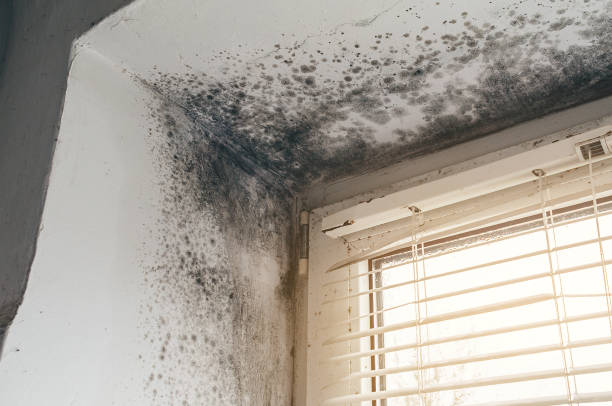 Affordable Mold Remediation solutions in Upper Black Eddy, PA