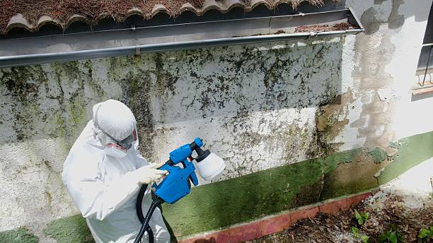 Top rated local Mold Remediation specialists in Upper Black Eddy, PA